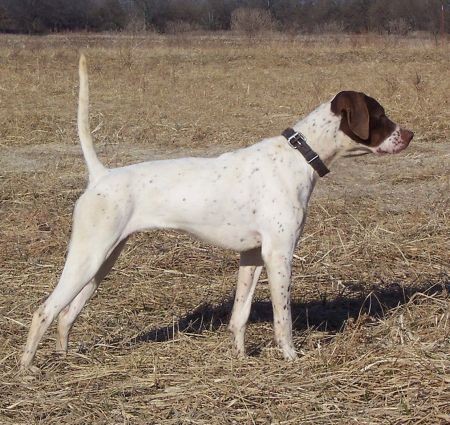 ADDITION'S FIDDLIN GIRL