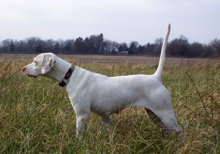 LANCELOT'S SILVER SASSY