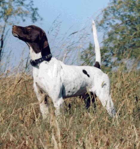 CH HONKY TONK ATTITUDE