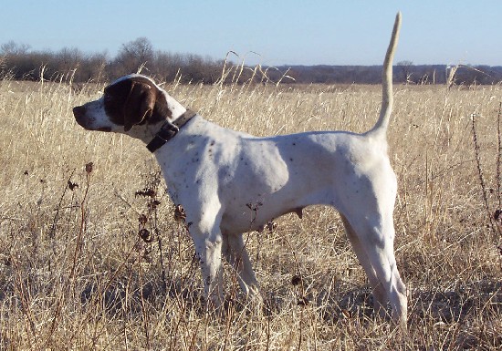 ADDITION'S GO IMPULSE