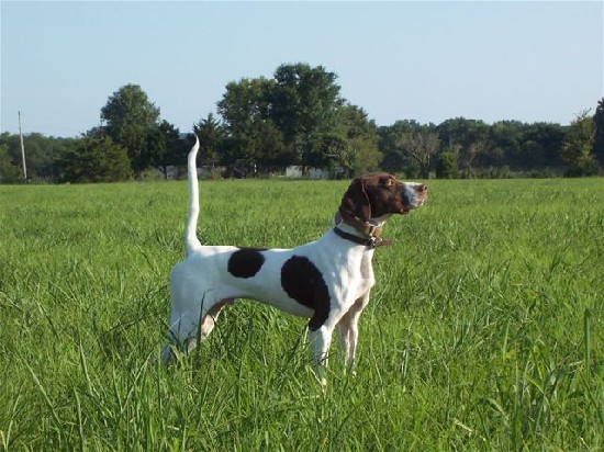 HONKY TONK ICON & SUNSHINE