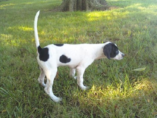 GUARD RAIL SPIRIT & SUNSHINE