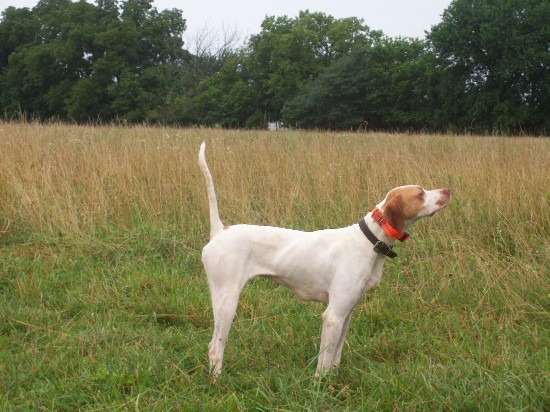 SIMMONS ATTITRAIL SUE