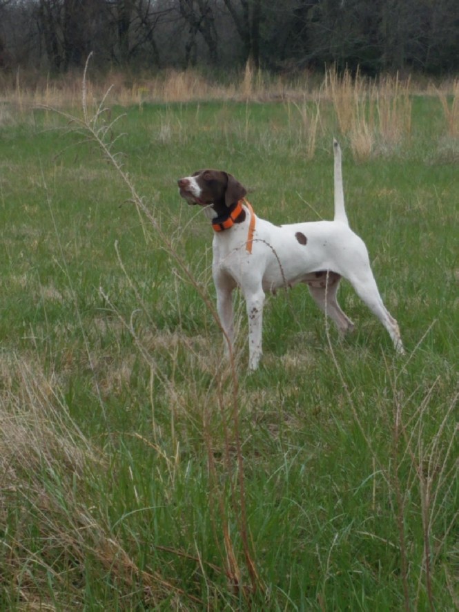 ATTITUDE'S KENTUCKY GIRL