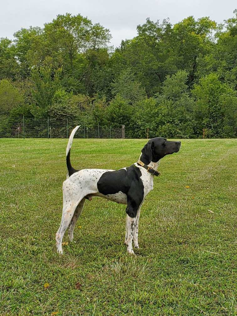 SIMMONS BLACK DOG