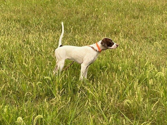 RAIL'S ATTITUDE JEWEL