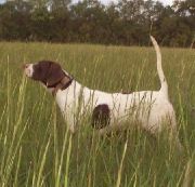 Gun Dog Pictures